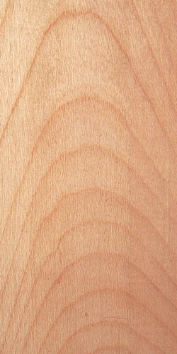 オオバボダイジュ