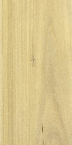 イエローポプラ