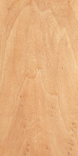 アメリカンシカモア